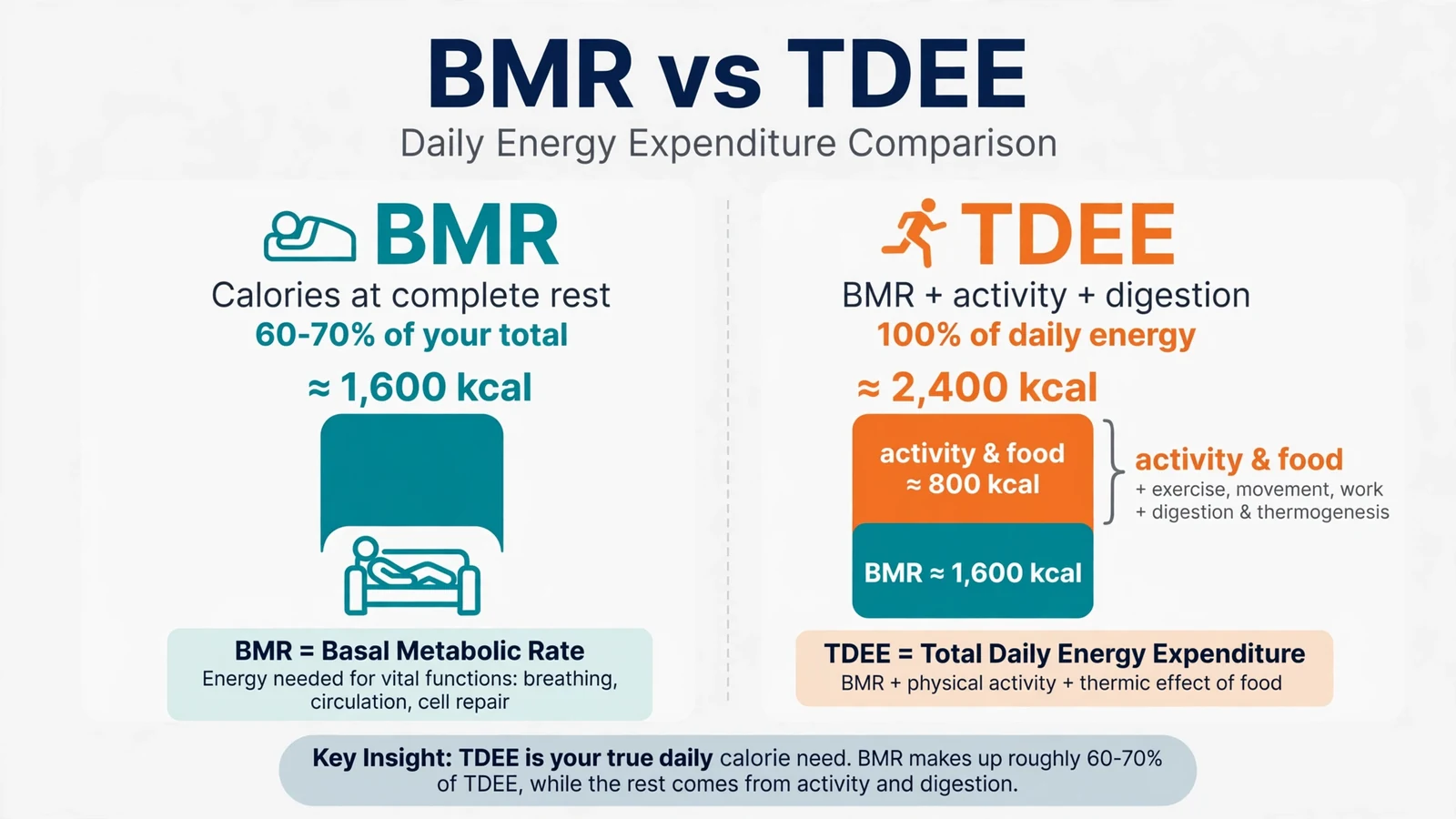 BMR vs TDEE comparison chart showing basal metabolic rate as a share of total daily energy expenditure