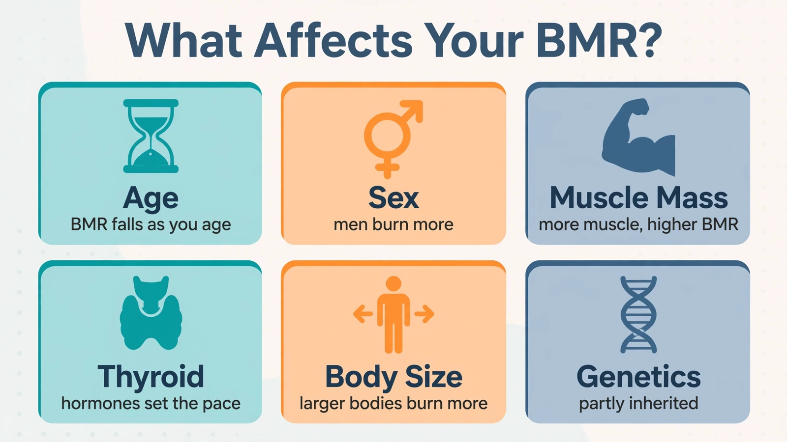 Factors affecting BMR: age, sex, muscle mass, thyroid, body size and genetics shown with icons