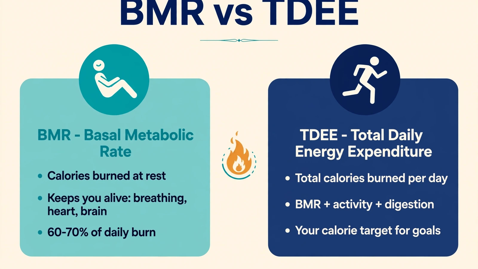 BMR vs TDEE comparing basal metabolic rate (calories burned at rest, 60-70% of daily burn) with total daily energy expenditure (BMR + activity + digestion) in a side-by-side chart