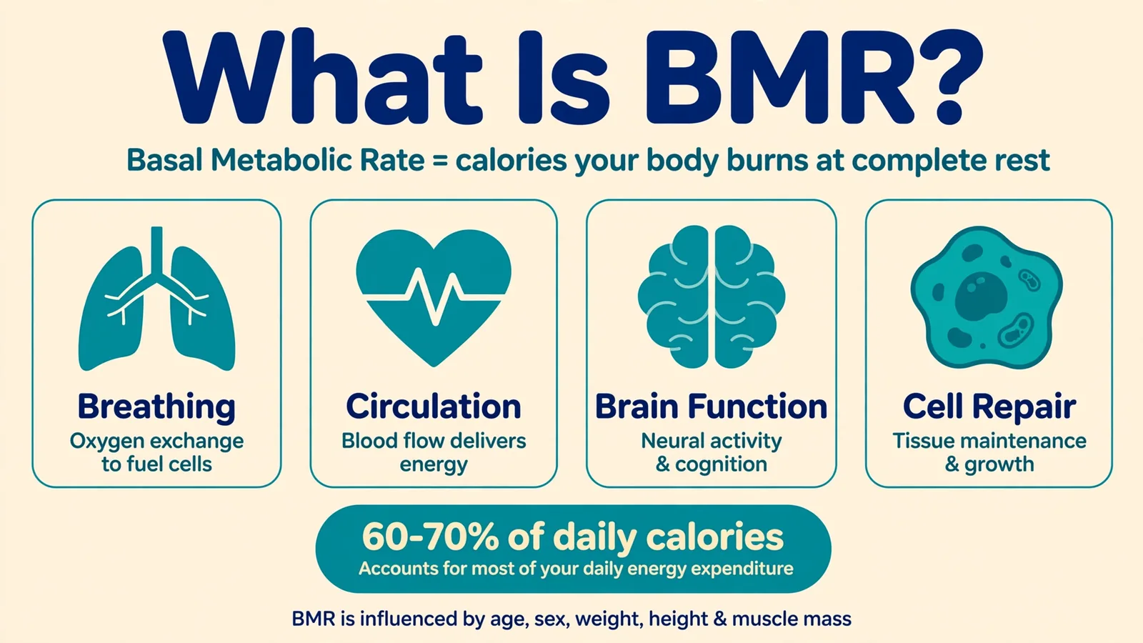 What Is BMR showing basal metabolic rate components: breathing, circulation, brain function, and cell repair icons, with a stat callout that BMR is 60-70% of daily calories
