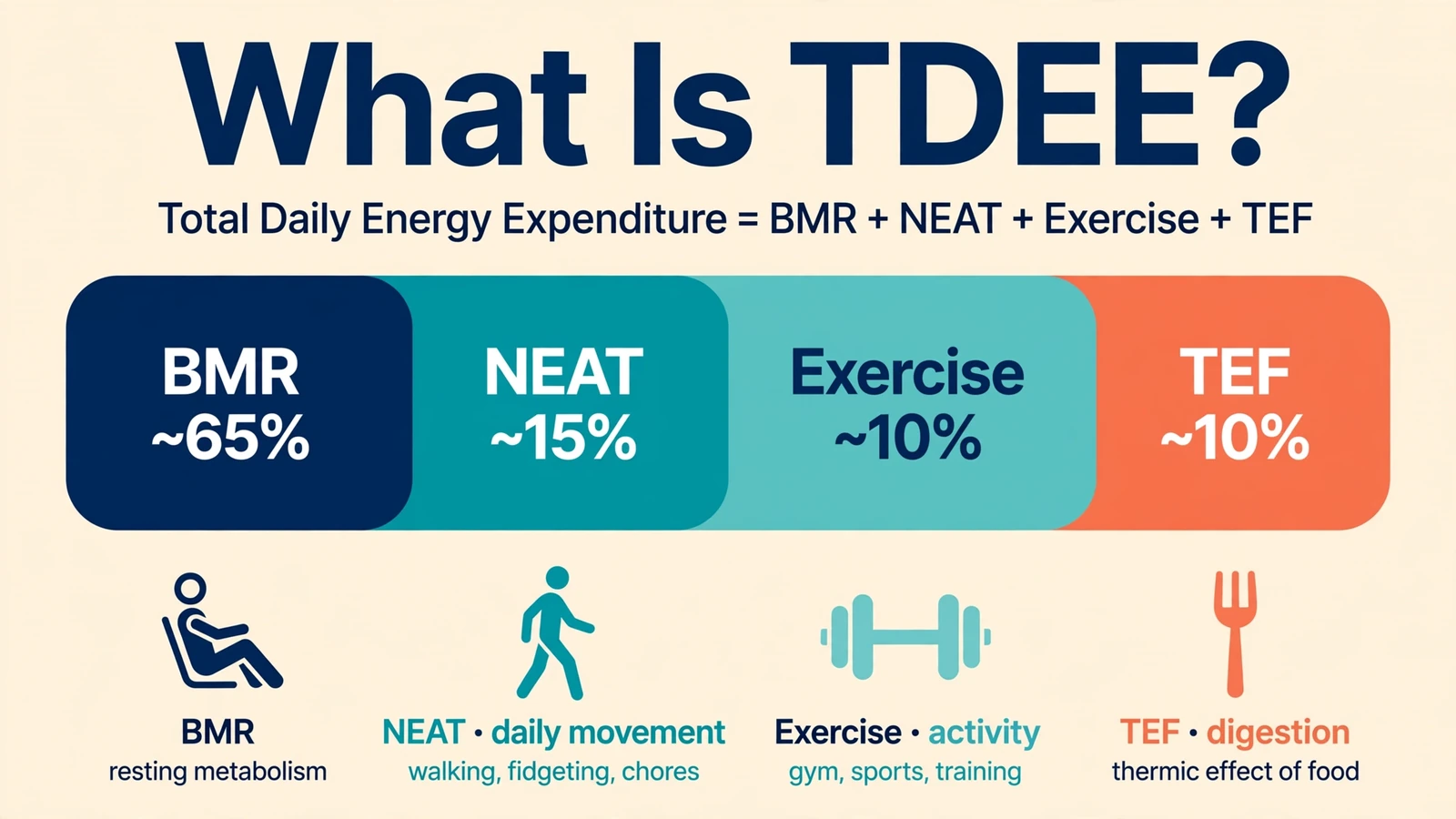 What Is TDEE showing the total daily energy expenditure formula BMR + NEAT + exercise + TEF as a stacked bar chart (BMR ~65%, NEAT ~15%, exercise ~10%, TEF ~10%)