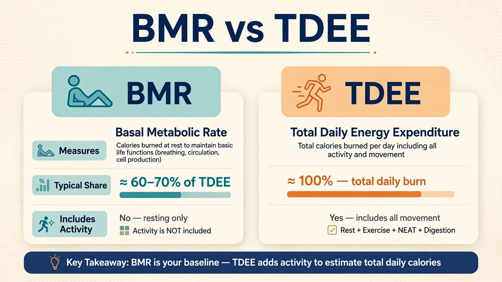 BMR vs TDEE comparison showing the difference between resting and total calorie burn