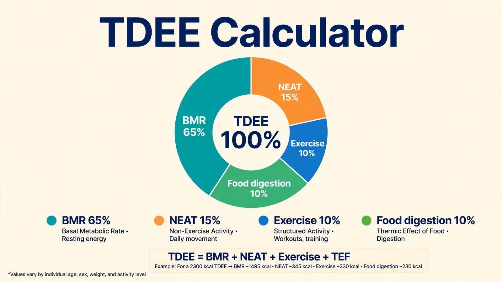 TDEE calculator breakdown showing the four components of total daily energy expenditure with percentages