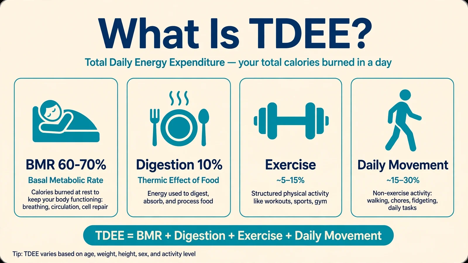 What is TDEE diagram explaining basal metabolic rate, digestion, exercise and daily movement