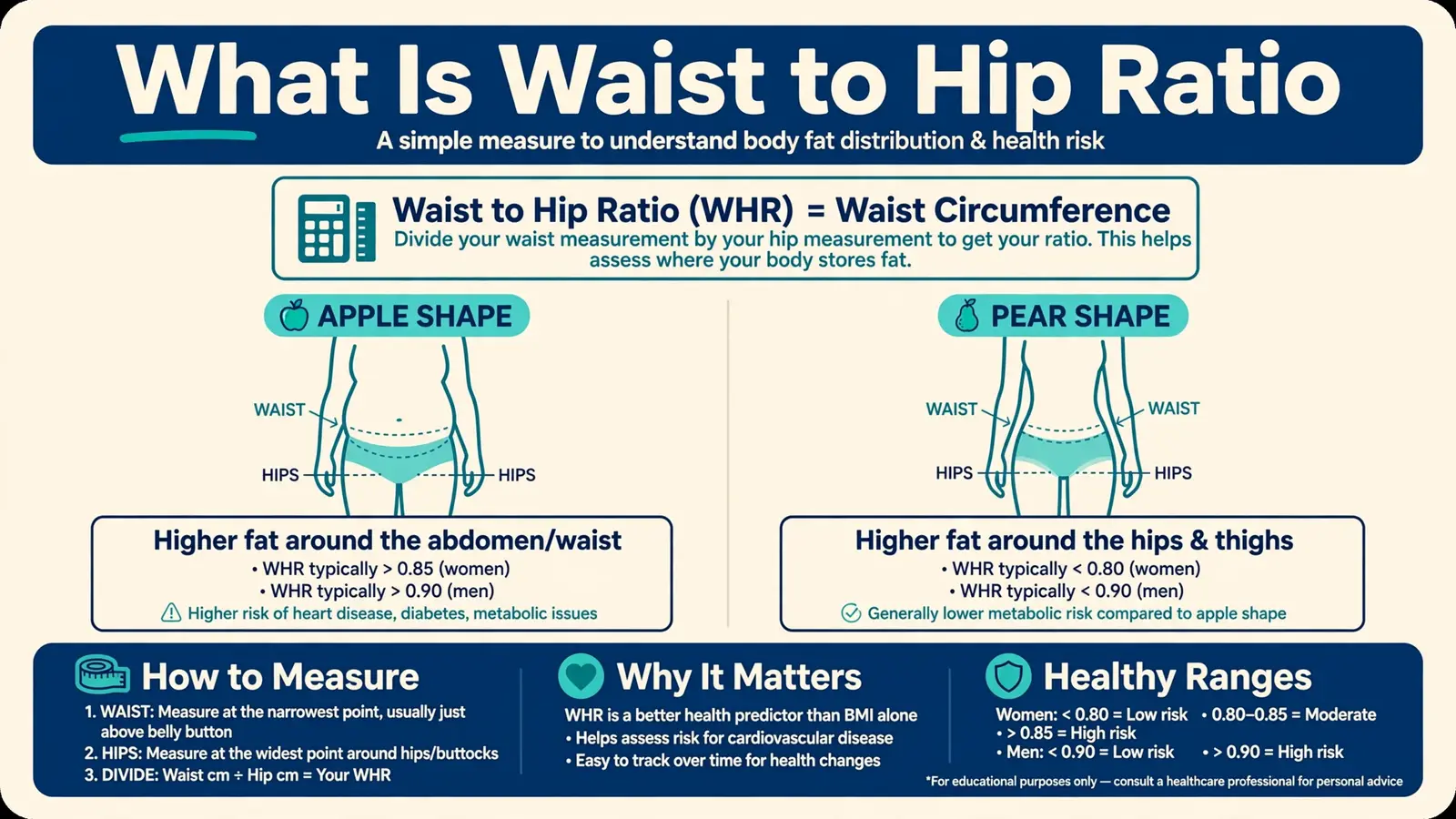 What is waist to hip ratio and how the calculation works